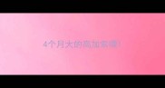 4个月大的高加索喂