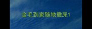 金毛到家随地撒尿