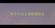 两个月哈士奇眼睛颜色