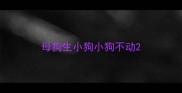 母狗生小狗小狗不动