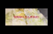 狗狗细小怎么得来的