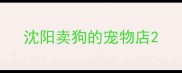 沈阳卖狗的宠物店