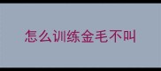怎么训练金毛不叫