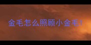 金毛怎么照顾小金毛