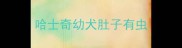 哈士奇幼犬肚子有虫