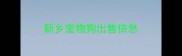 新乡宠物狗出售信息