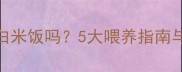 宠物狗能吃白米饭吗5大喂养指南与注意事项全