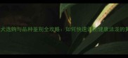 拉布拉多幼犬选购与品种鉴别全攻略如何快速识别健康活泼的黄金猎犬