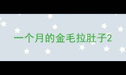 一个月的金毛拉肚子