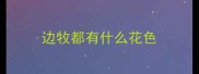 边牧都有什么花色