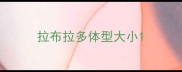 拉布拉多体型大小