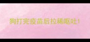 狗打完疫苗后拉稀呕吐