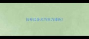 拉布拉多犬巧克力掉色
