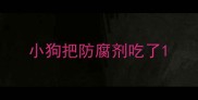 小狗把防腐剂吃了
