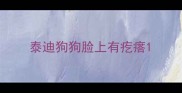 泰迪狗狗脸上有疙瘩