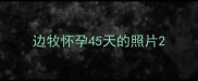 边牧怀孕45天的照片