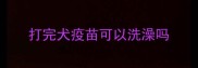 打完犬疫苗可以洗澡吗