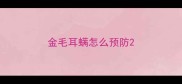 金毛耳螨怎么预防