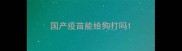 国产疫苗能给狗打吗