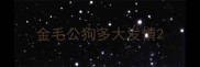 金毛公狗多大发情