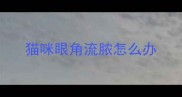 猫咪眼角流脓怎么办