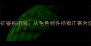 哈士奇纯种特征鉴别指南从毛色到性格看正宗西伯利亚雪橇犬