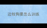 边牧狗要怎么训练