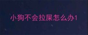 小狗不会拉屎怎么办