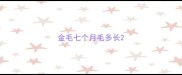 金毛七个月毛多长