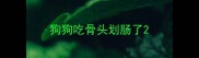 狗狗吃骨头划肠了