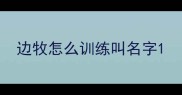 边牧怎么训练叫名字
