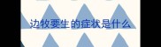 边牧要生的症状是什么