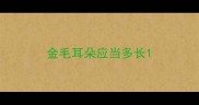 金毛耳朵应当多长