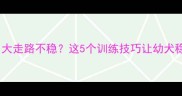 边牧2个月大走路不稳这5个训练技巧让幼犬稳稳成长