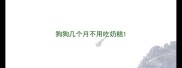 狗狗几个月不用吃奶糕