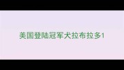 美国登陆冠军犬拉布拉多