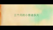 三个月的小泰迪多大