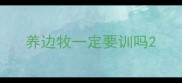 养边牧一定要训吗