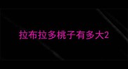 拉布拉多桃子有多大