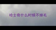 哈士奇什么时候不掉毛