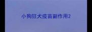 小狗狂犬疫苗副作用