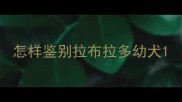 怎样鉴别拉布拉多幼犬