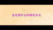 金毛狗什么时候毛长长