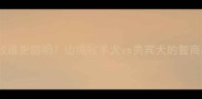 泰迪vs边牧谁更聪明边境牧羊犬vs贵宾犬的智商对比全