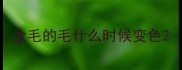 金毛的毛什么时候变色