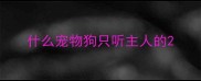 什么宠物狗只听主人的