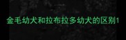 金毛幼犬和拉布拉多幼犬的区别