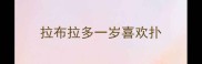 拉布拉多一岁喜欢扑