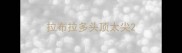 拉布拉多头顶太尖