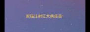 家猫注射狂犬病疫苗